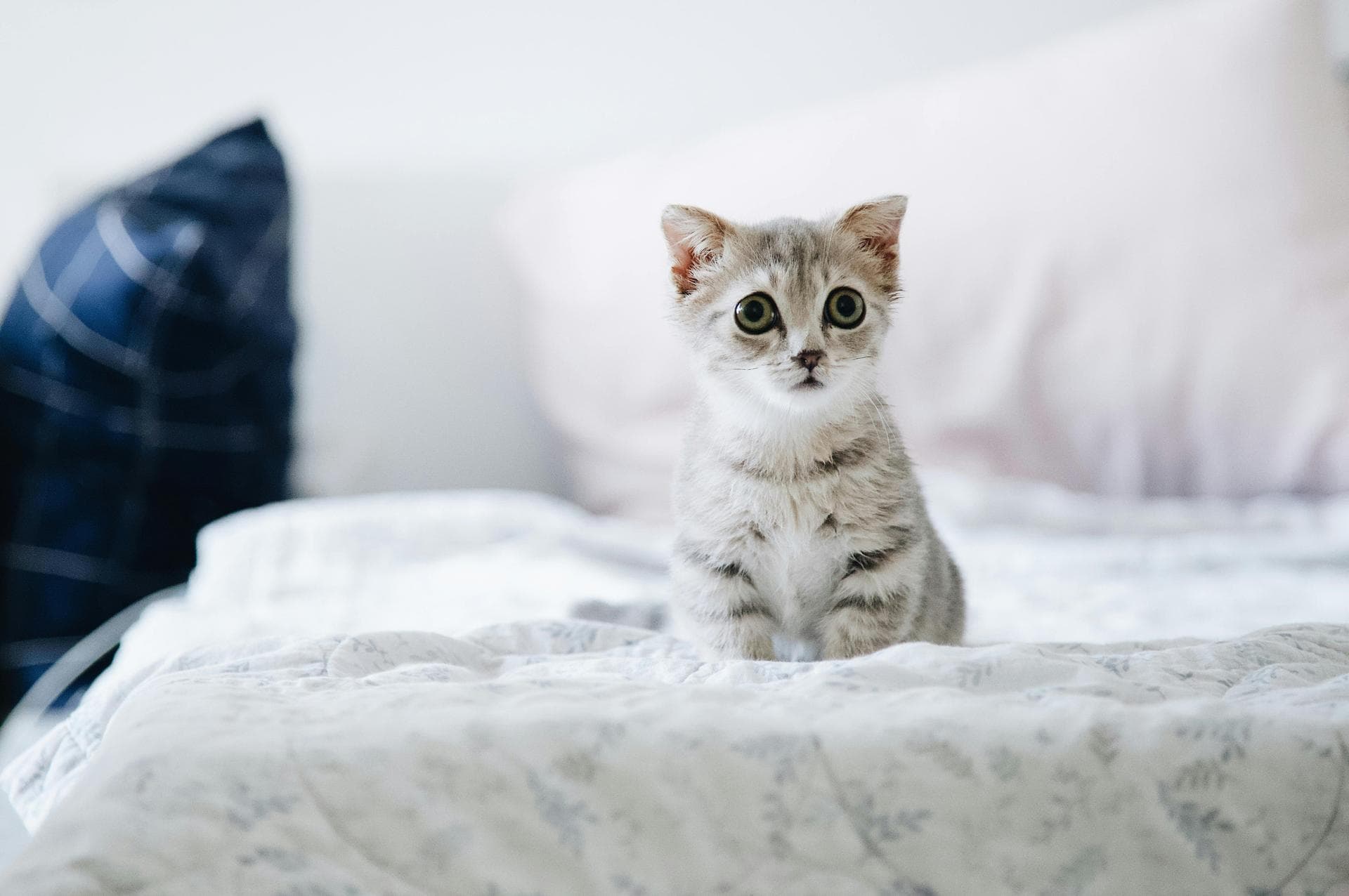 Dog & Cat Vets in Missoula